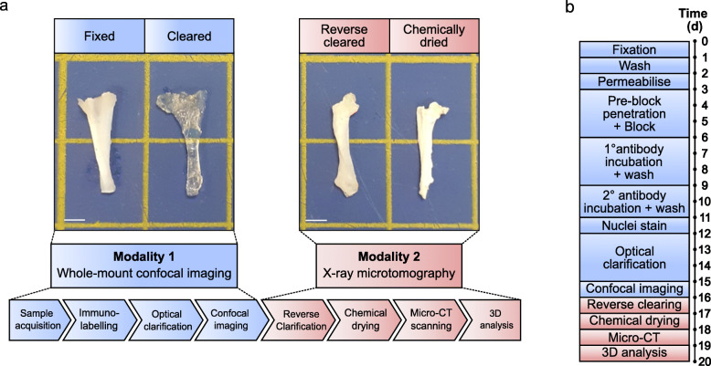 Bimodal Whole-Mount Imaging of Tendon Using Confocal Microscopy and X-ray Micro-Computed Tomography.