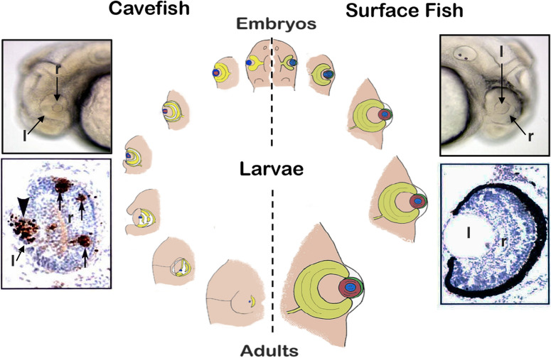 <i>Astyanax</i> surface and cave fish morphs.