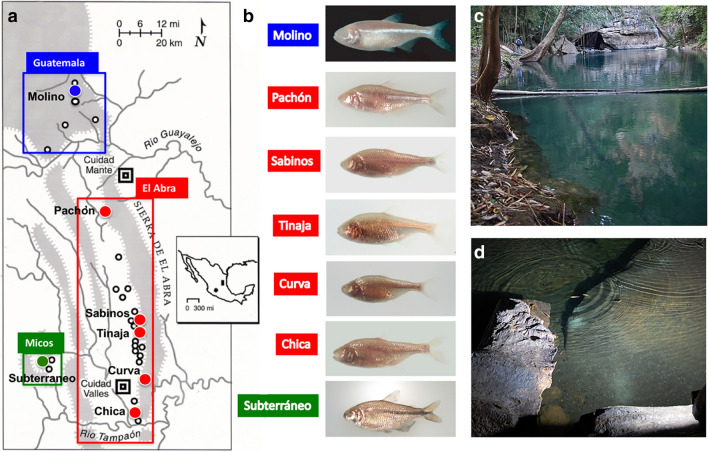 <i>Astyanax</i> surface and cave fish morphs.