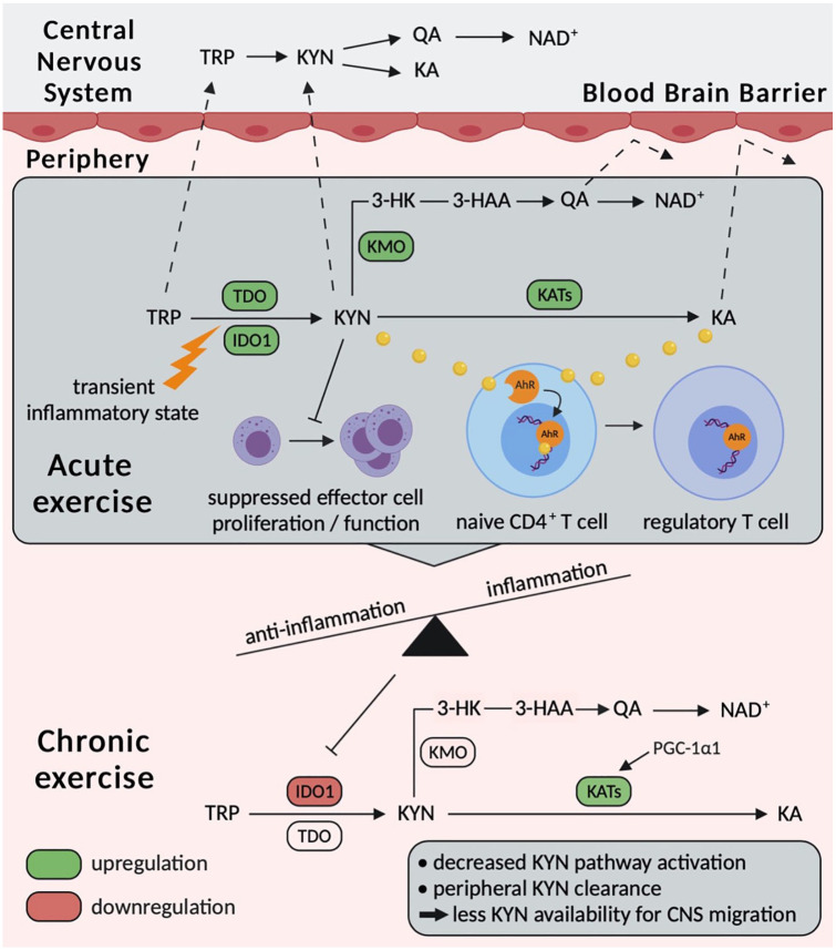 Physical Exercise as Kynurenine Pathway Modulator in Chronic Diseases: Implications for Immune and Energy Homeostasis.