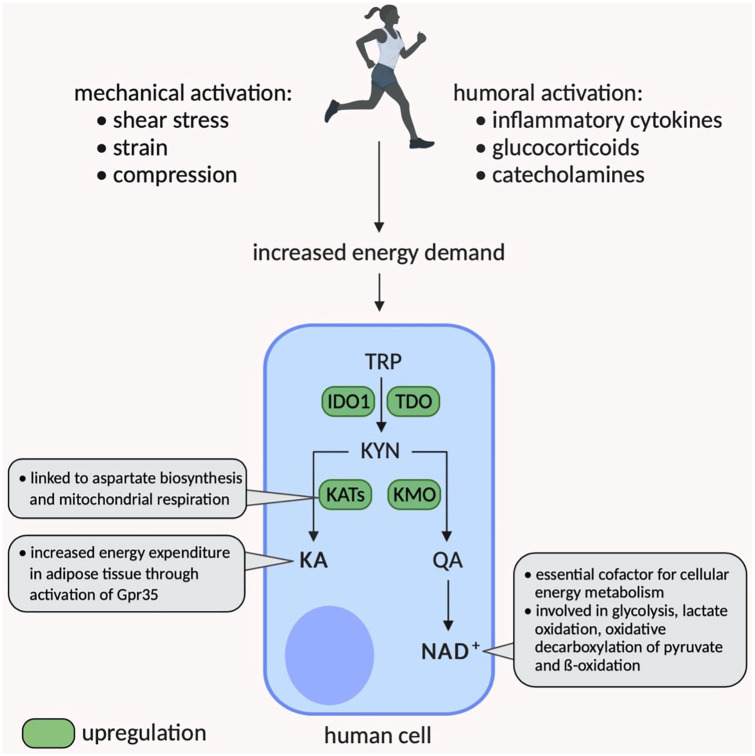 Physical Exercise as Kynurenine Pathway Modulator in Chronic Diseases: Implications for Immune and Energy Homeostasis.