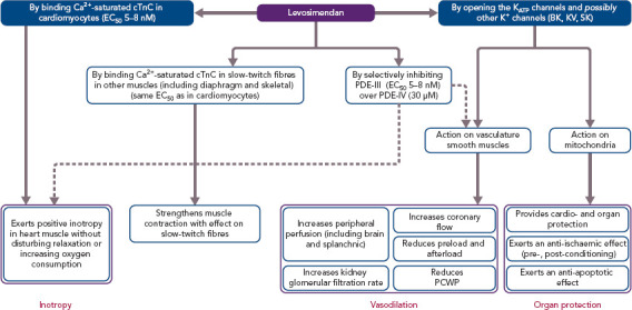 Levosimendan Efficacy and Safety: 20 years of SIMDAX in Clinical Use.