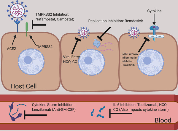 TMPRSS2: Potential Biomarker for COVID-19 Outcomes.