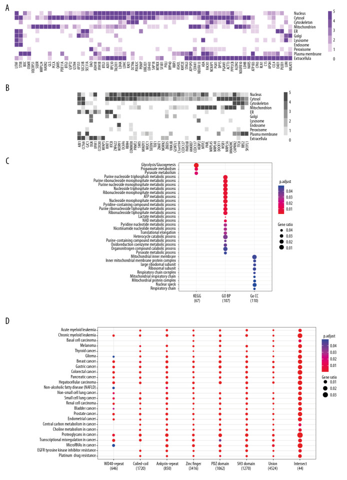 Biochemical Feature of LMO2 Interactome and LMO2 Function Prospect.