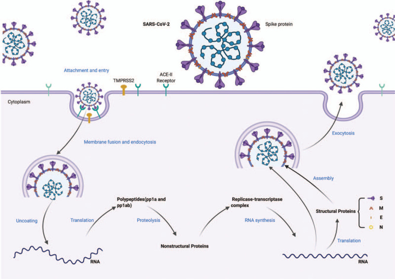 Potential Therapeutic Options for COVID-19.