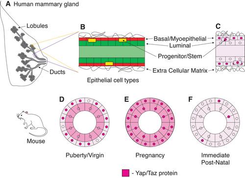 Contributions of Yap and Taz dysfunction to breast cancer initiation, progression, and aging-related susceptibility