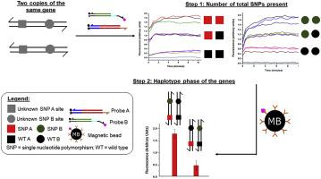 Oligonucleotide hybridization with magnetic separation assay for multiple SNP phasing