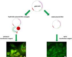 The cell-penetrating YopM protein-functionalized quantum dot-plasmid DNA conjugate as a novel gene delivery vector