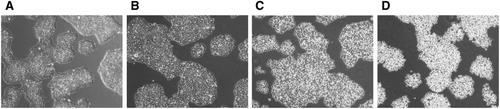 Human-Induced Pluripotent Stem Cell Culture Methods Under cGMP Conditions