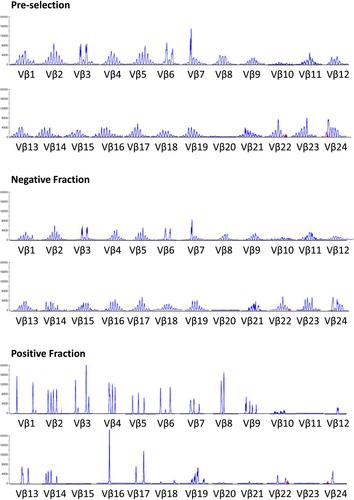 Rapid production of clinical-grade SARS-CoV-2 specific T cells