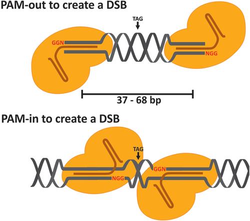 Design and Derivation of Multi-Reporter Pluripotent Stem Cell Lines via CRISPR/Cas9n-Mediated Homology-Directed Repair