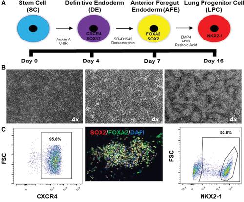 Generation of Complete Multi−Cell Type Lung Organoids From Human Embryonic and Patient-Specific Induced Pluripotent Stem Cells for Infectious Disease Modeling and Therapeutics Validation