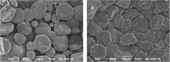 Replacing critical point drying with a low-cost chemical drying provides comparable surface image quality of glandular trichomes from leaves of Millingtonia hortensis L. f. in scanning electron micrograph