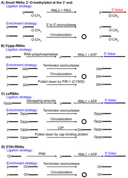 Strategies and Best Practice in Cloning Small RNAs.