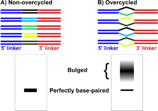 Strategies and Best Practice in Cloning Small RNAs.