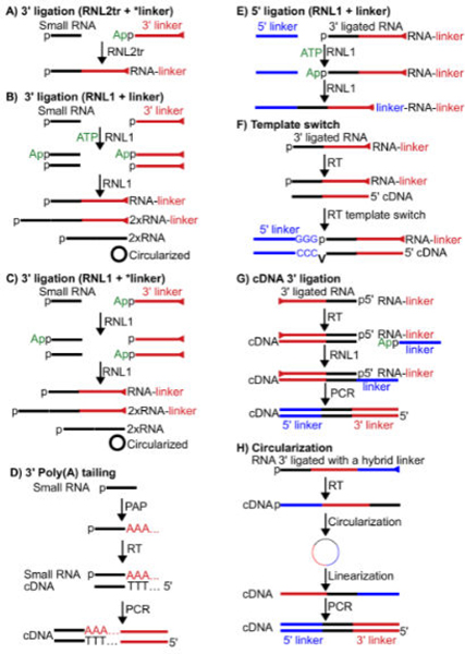 Strategies and Best Practice in Cloning Small RNAs.