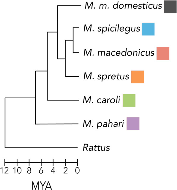 Distinct evolutionary trajectories of V1R clades across mouse species.