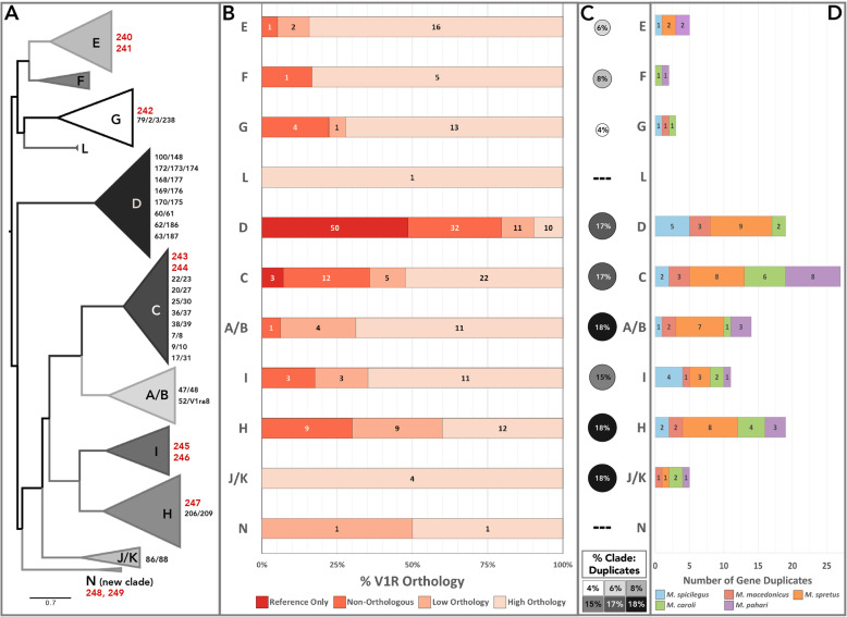 Distinct evolutionary trajectories of V1R clades across mouse species.