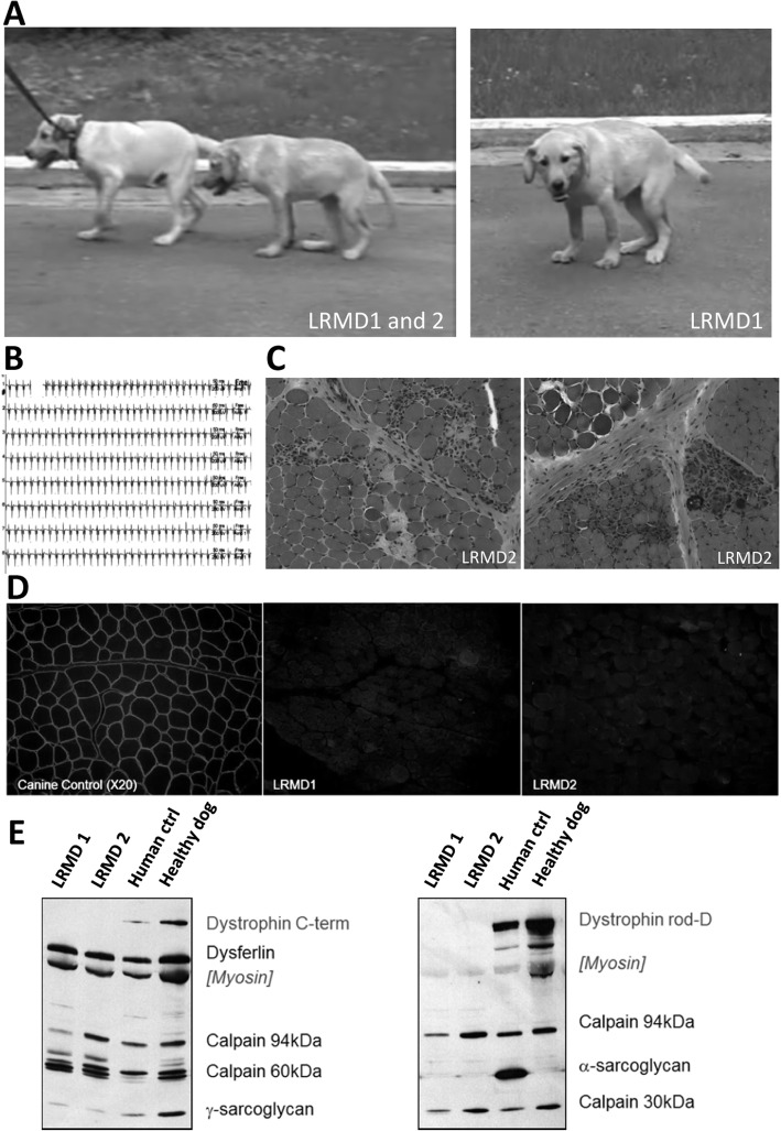 X-linked muscular dystrophy in a Labrador Retriever strain: phenotypic and molecular characterisation.