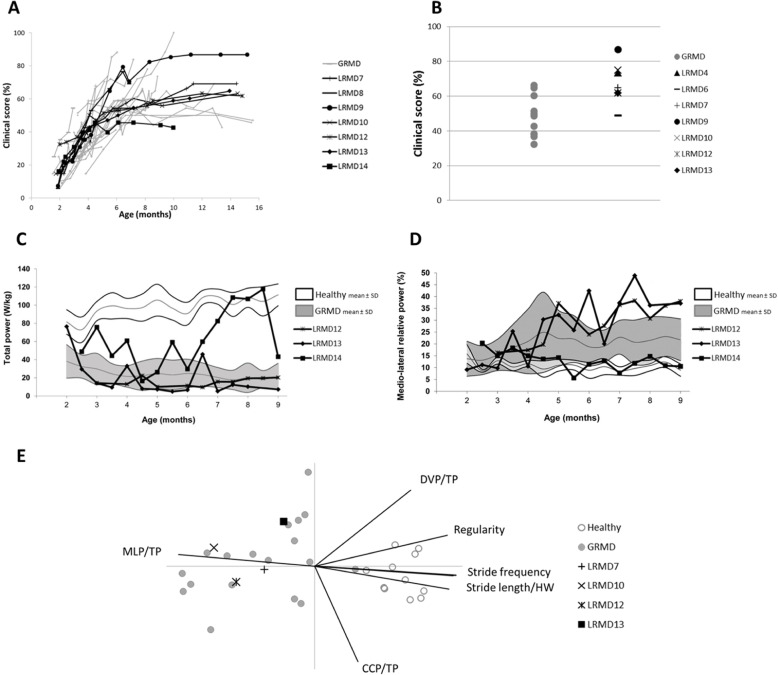 X-linked muscular dystrophy in a Labrador Retriever strain: phenotypic and molecular characterisation.