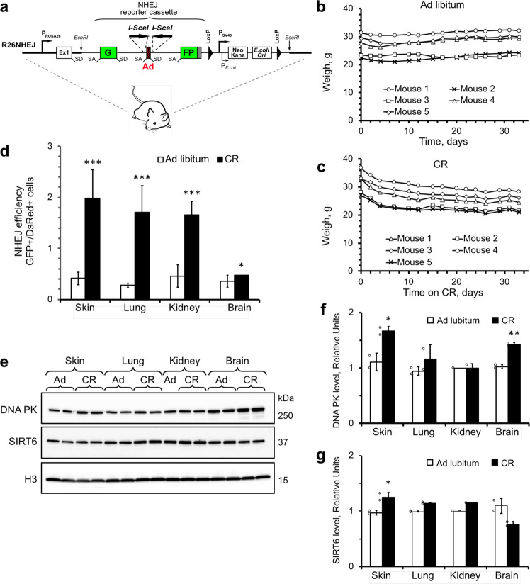 Short-term calorie restriction enhances DNA repair by non-homologous end joining in mice.