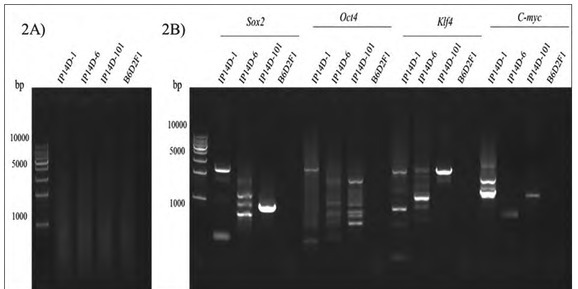 Effect of Exogenous Transcription Factors Integration Sites on Safety and Pluripotency of Induced Pluripotent Stem Cells.