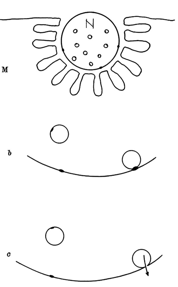 Exocytotic fusion pore under stress.