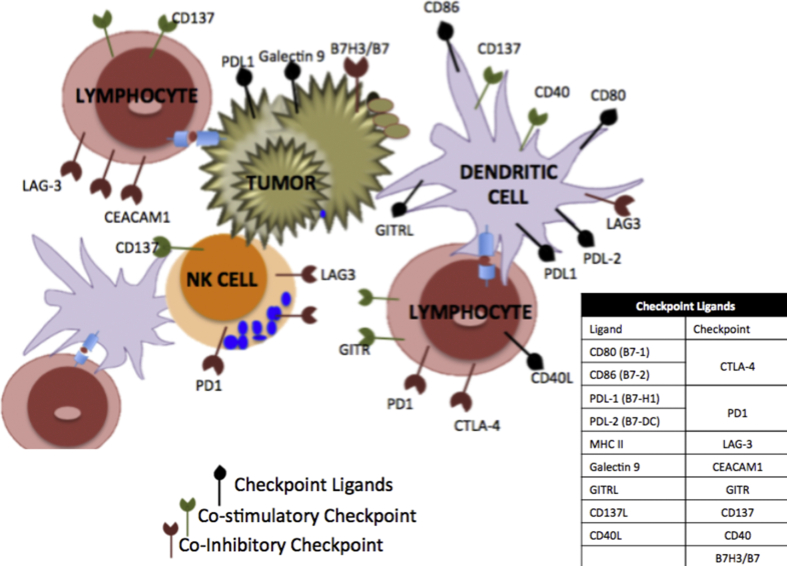 Immunotherapies in ovarian cancer