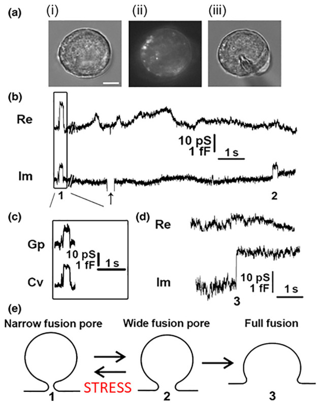 Exocytotic fusion pore under stress.