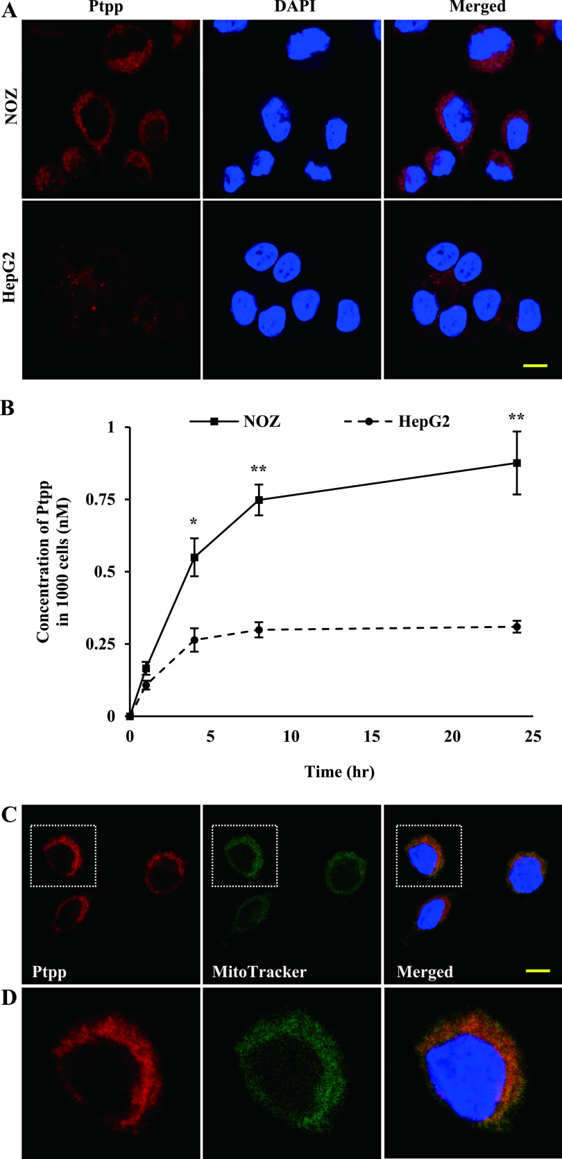 Photodynamic Therapy Using a Novel Phosphorus Tetraphenylporphyrin Induces an Anticancer Effect via Bax/Bcl-xL-related Mitochondrial Apoptosis in Biliary Cancer Cells.