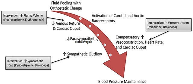 Neurogenic Orthostatic Hypotension: State of the Art and Therapeutic Strategies.