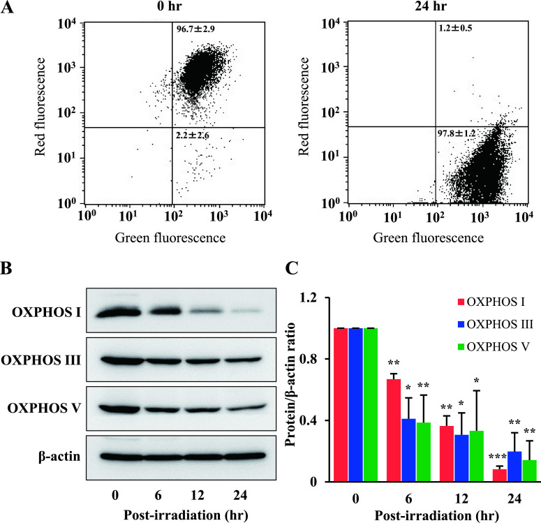 Photodynamic Therapy Using a Novel Phosphorus Tetraphenylporphyrin Induces an Anticancer Effect via Bax/Bcl-xL-related Mitochondrial Apoptosis in Biliary Cancer Cells.