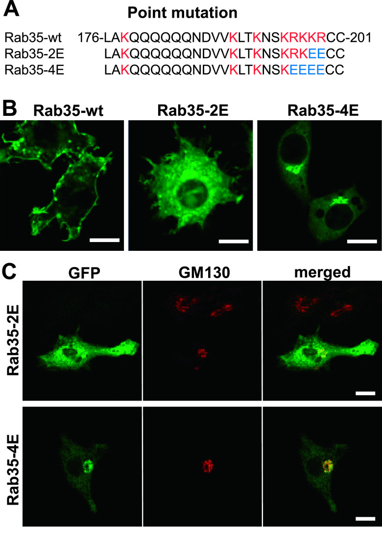 Rab35 Targeting to the Plasma Membrane Is Dependent on the C-terminal Polybasic Cluster.