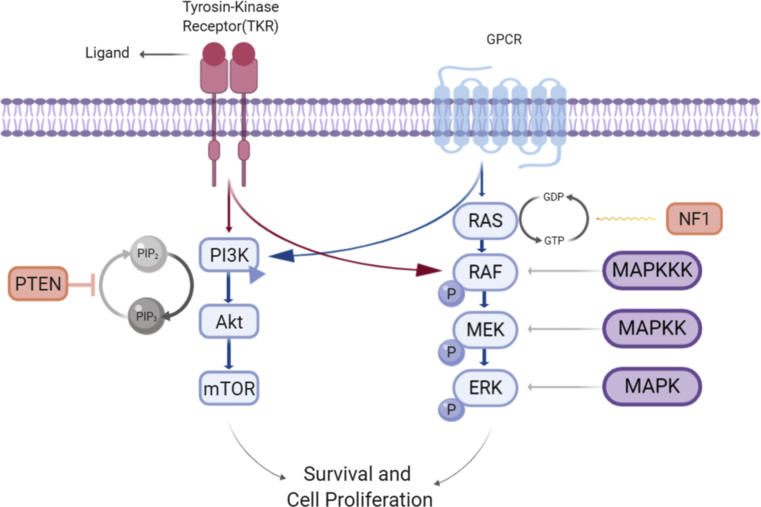 The hallmarks of ovarian cancer: proliferation and cell growth