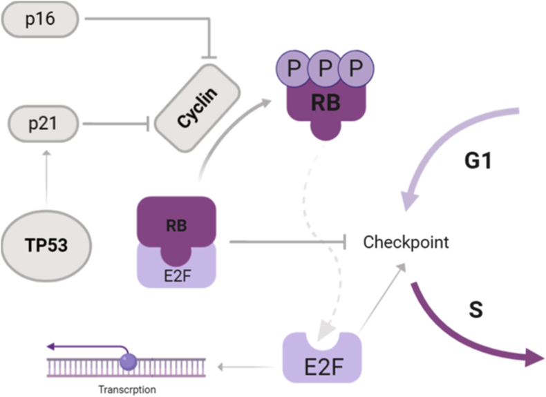 The hallmarks of ovarian cancer: proliferation and cell growth