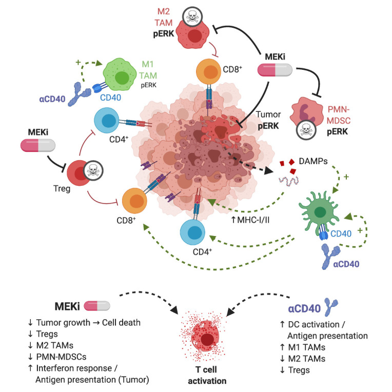 Targeting immune-checkpoint inhibitor resistance mechanisms by MEK inhibitor and agonist anti-CD40 antibody combination therapy.