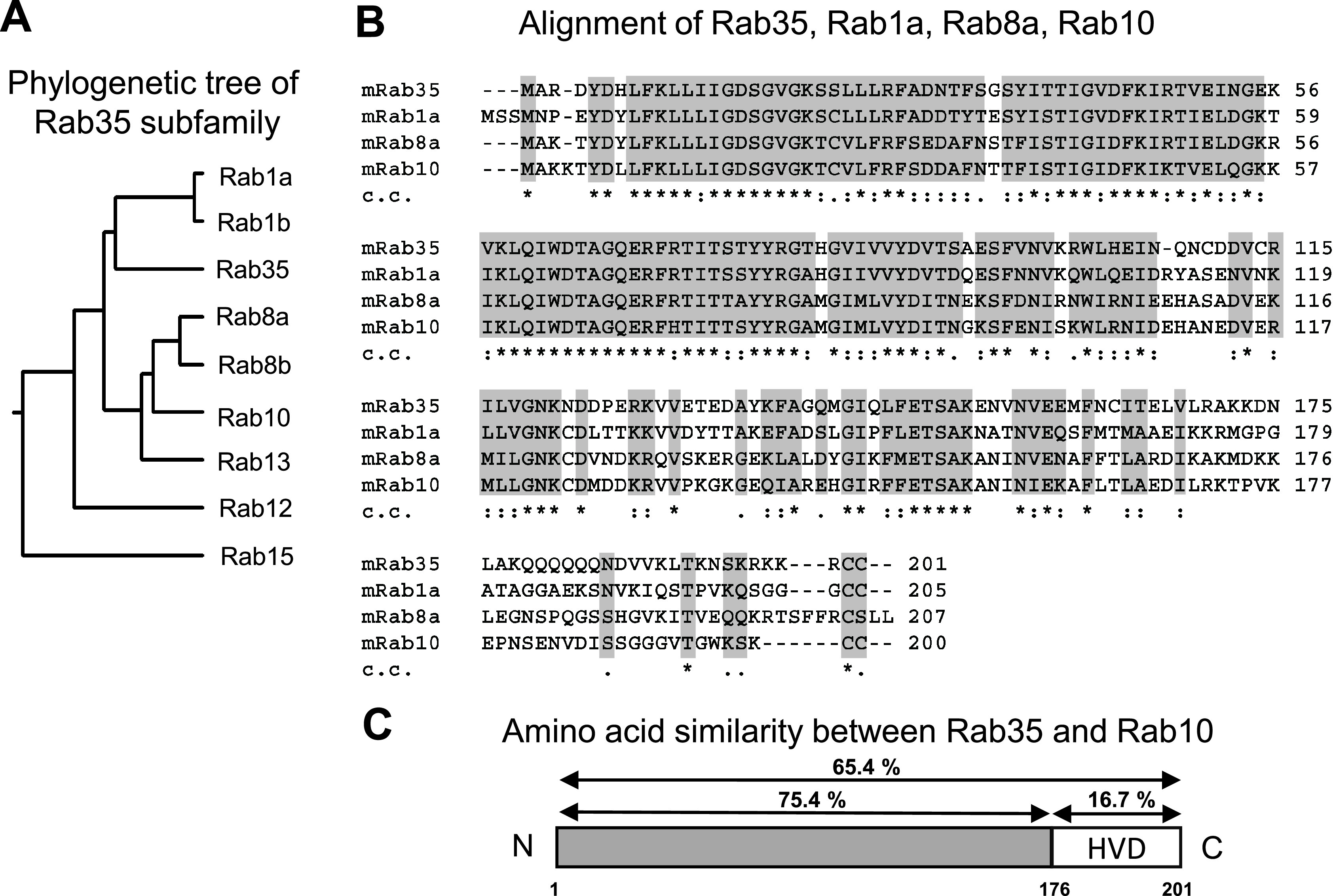 Rab35 Targeting to the Plasma Membrane Is Dependent on the C-terminal Polybasic Cluster.