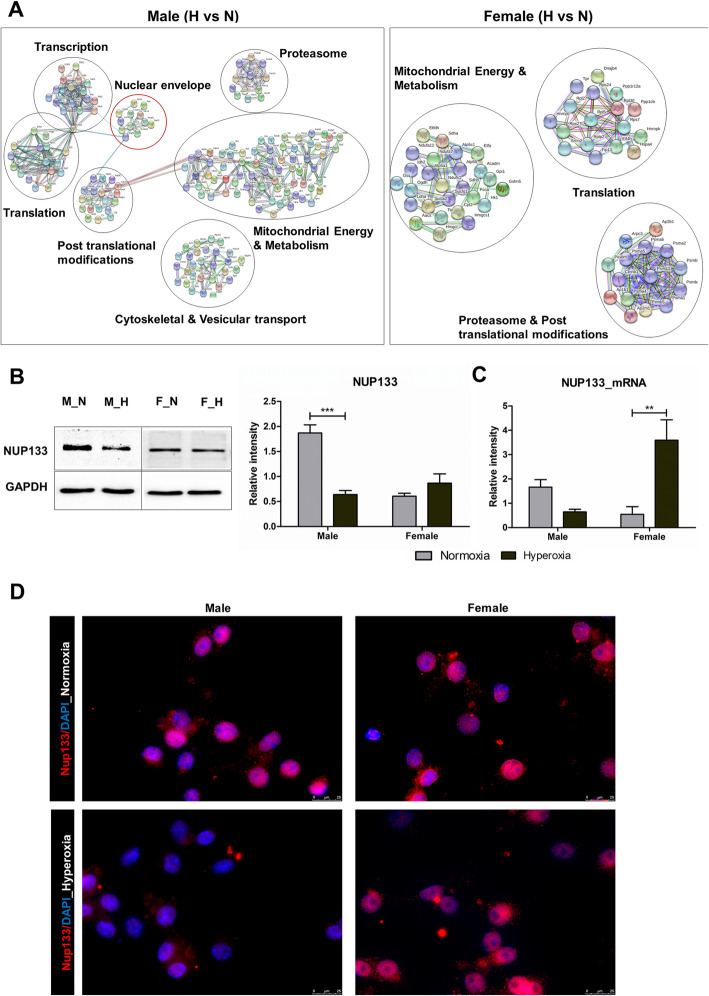 Nup133 and ERα mediate the differential effects of hyperoxia-induced damage in male and female OPCs.