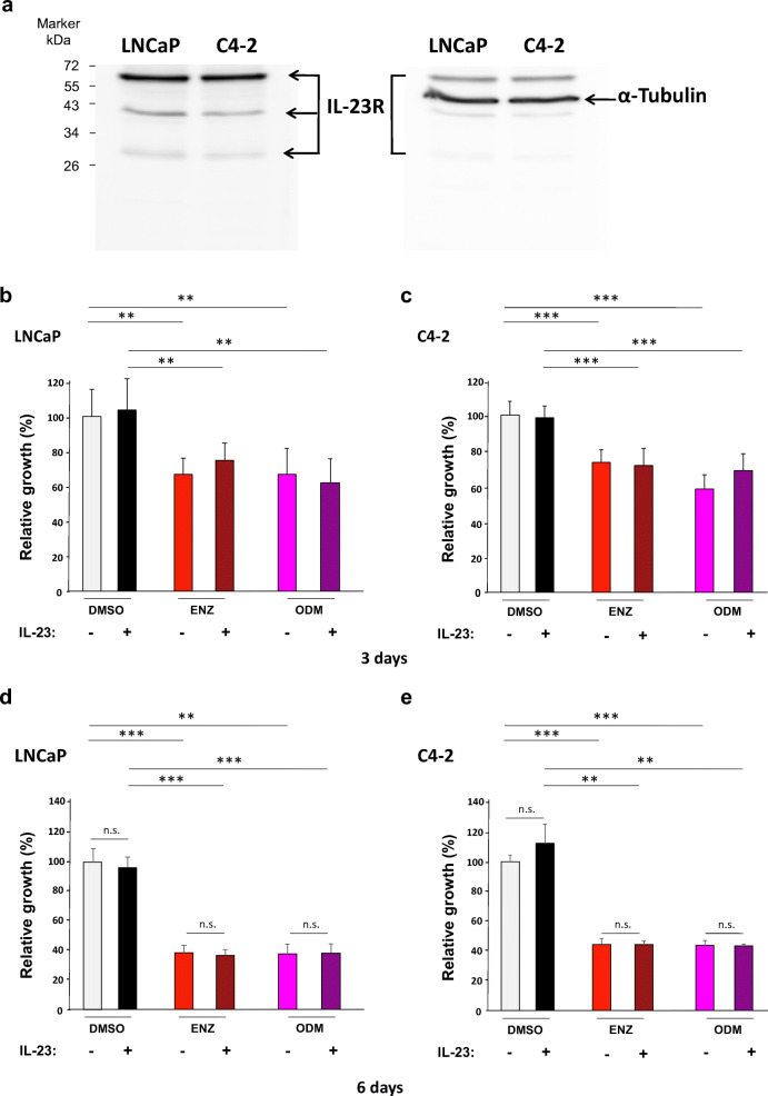 Interleukin-23 Represses the Level of Cell Senescence Induced by the Androgen Receptor Antagonists Enzalutamide and Darolutamide in Castration-Resistant Prostate Cancer Cells.