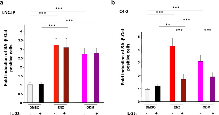 Interleukin-23 Represses the Level of Cell Senescence Induced by the Androgen Receptor Antagonists Enzalutamide and Darolutamide in Castration-Resistant Prostate Cancer Cells.