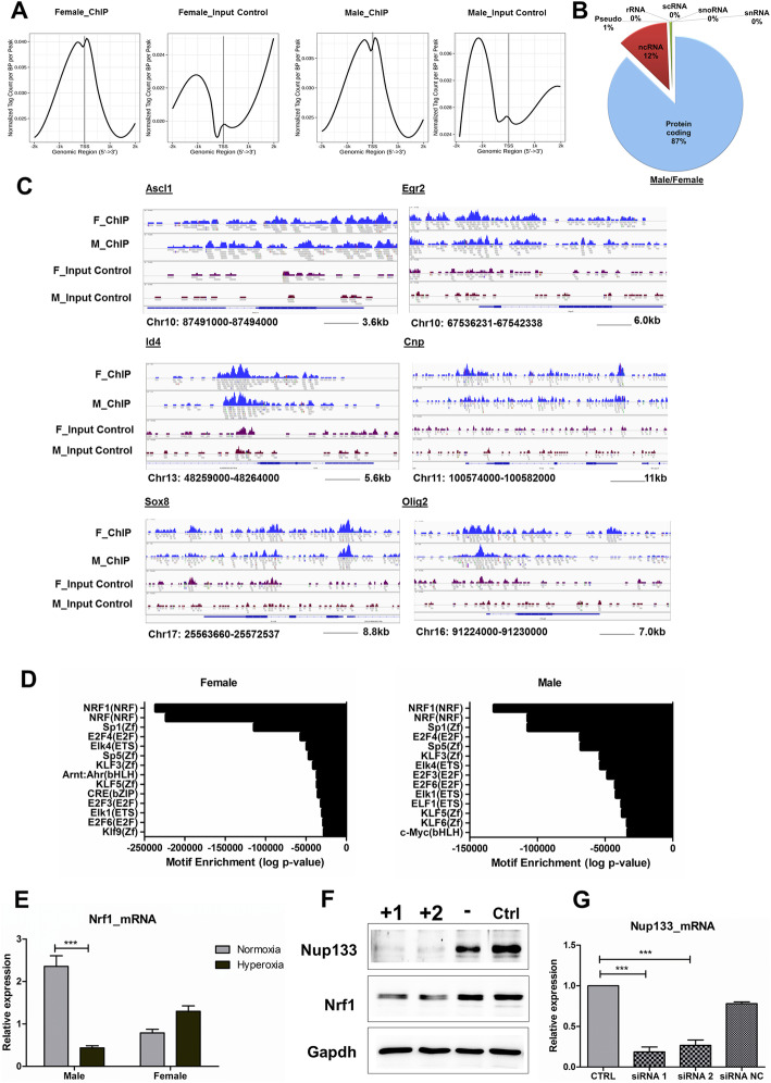 Nup133 and ERα mediate the differential effects of hyperoxia-induced damage in male and female OPCs.