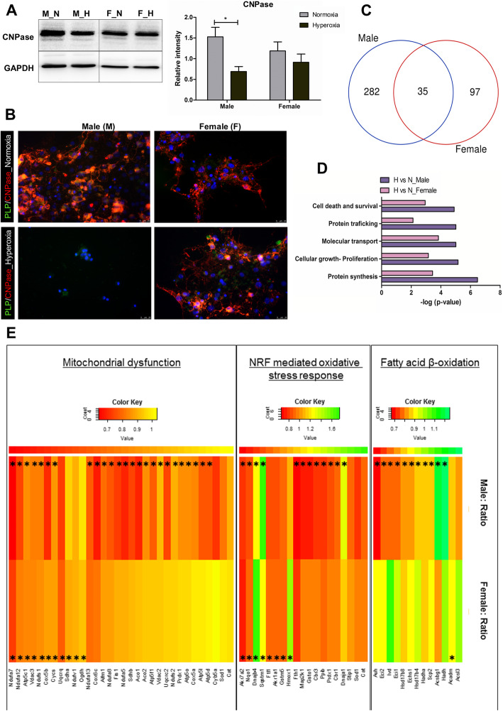 Nup133 and ERα mediate the differential effects of hyperoxia-induced damage in male and female OPCs.