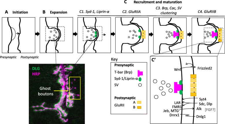 Synapse development and maturation at the drosophila neuromuscular junction.