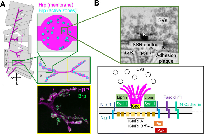 Synapse development and maturation at the drosophila neuromuscular junction.