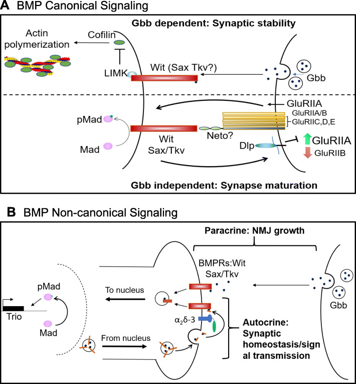 Synapse development and maturation at the drosophila neuromuscular junction.