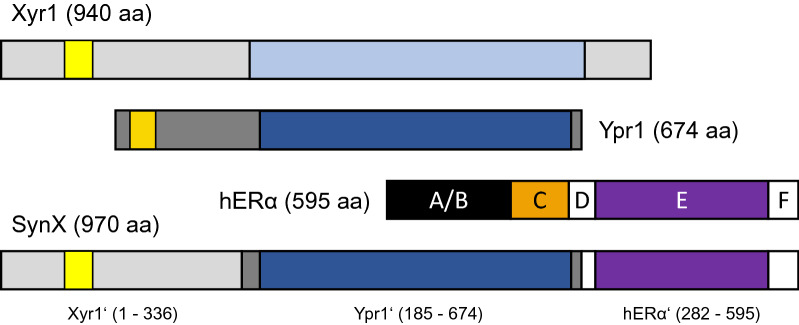 Application of the human estrogen receptor within a synthetic transcription factor in <i>Trichoderma reesei</i>.