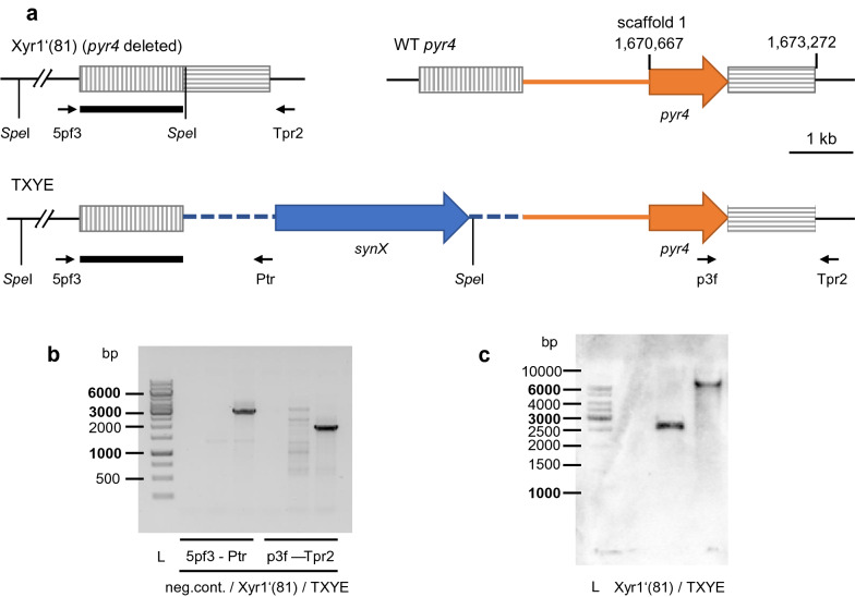 Application of the human estrogen receptor within a synthetic transcription factor in <i>Trichoderma reesei</i>.