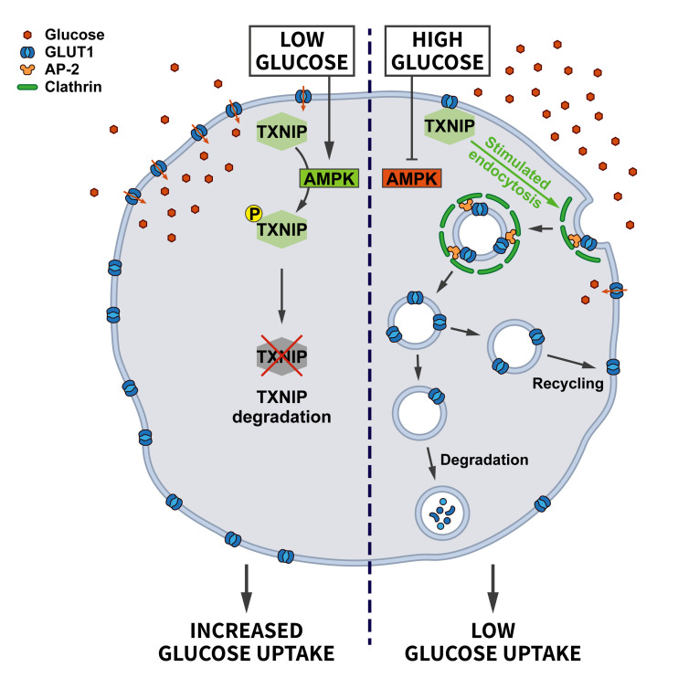 Endocytosis in the adaptation to cellular stress.