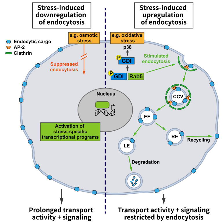 Endocytosis in the adaptation to cellular stress.