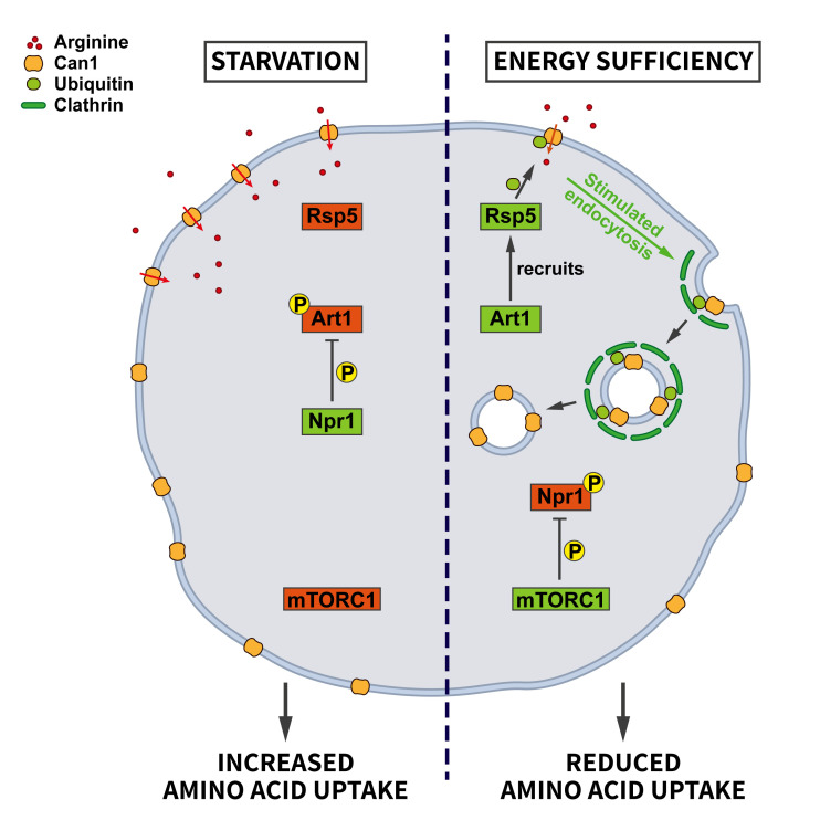 Endocytosis in the adaptation to cellular stress.